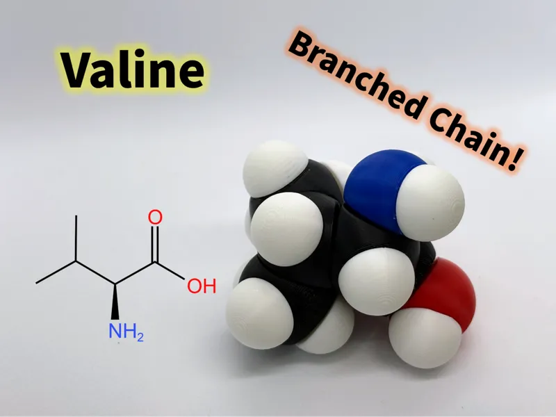 Valine molfidget with rotatable bonds