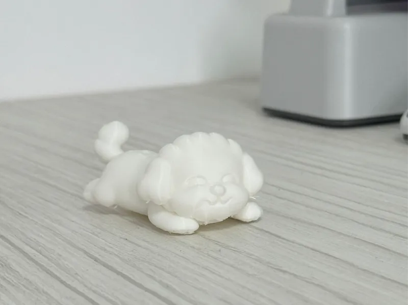 Cute Poodle
