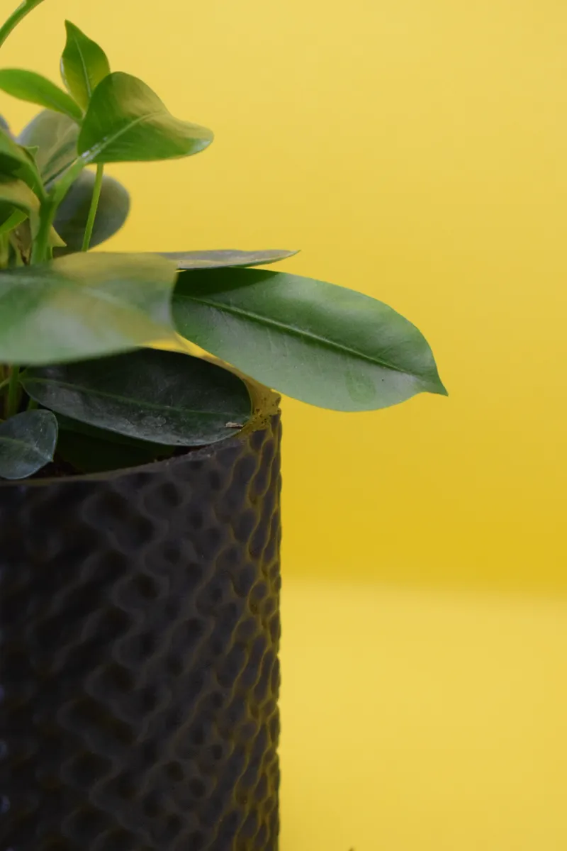 DOTTY Planter with hidden drip tray
