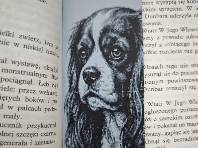 King Charles Cavalier Spaniel