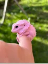Small size fits children's fingers or pinky finger