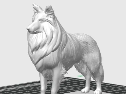 Shetland Sheepdog