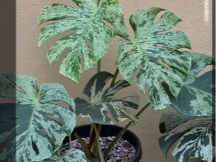 plant dino