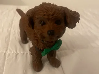 toy poodle