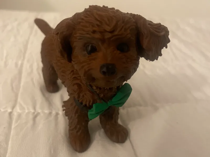 toy poodle