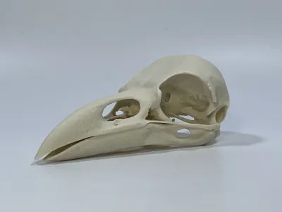 Raven Skull 