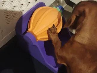 Katzen- und Hundespielzeug