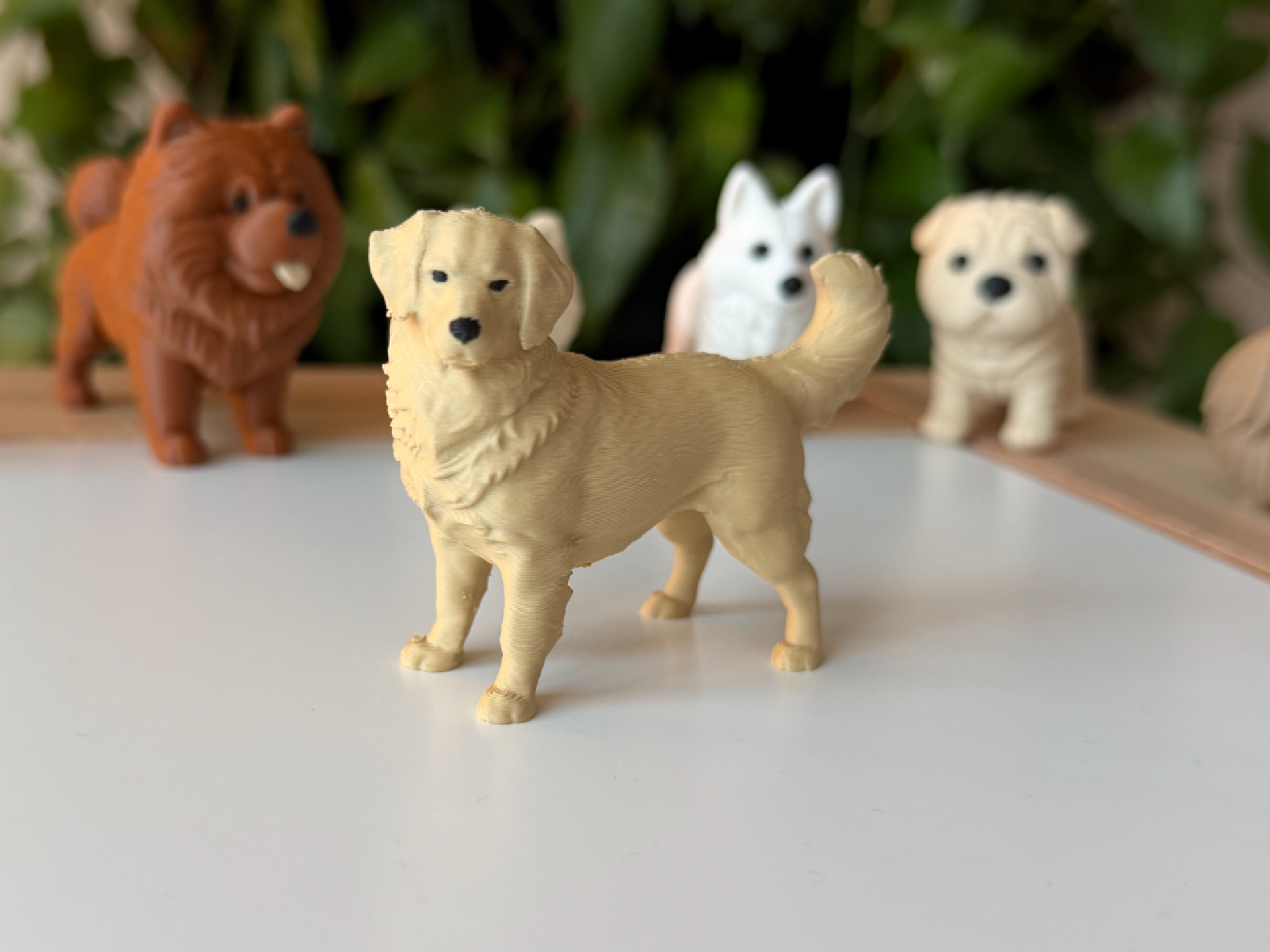 Golden retriever