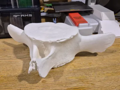 Whale Vertebrae