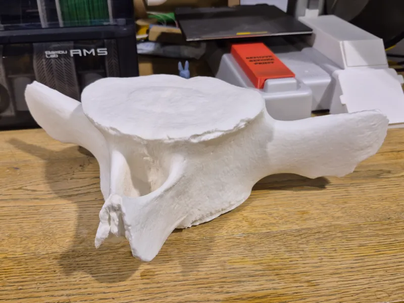 Whale Vertebrae