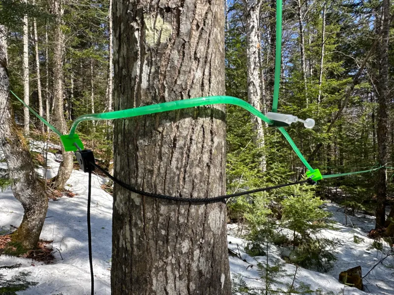 Tension Hooks for SAP Tubing (3/16 & 5/16) 