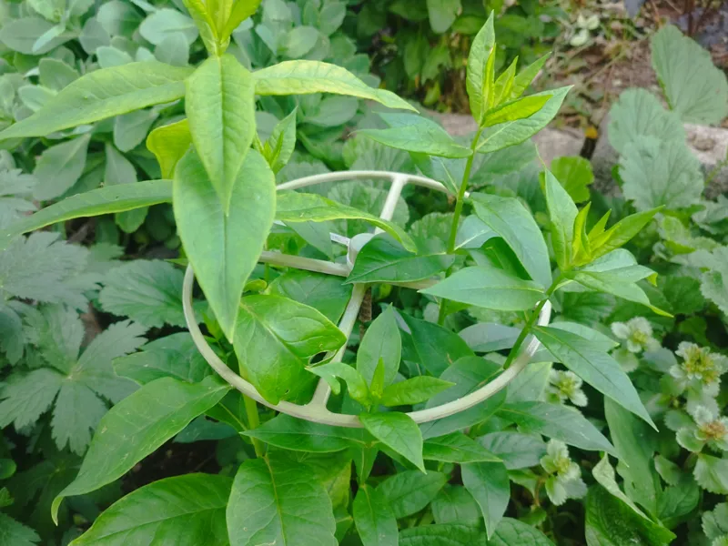 Plant support ring - 175 mm