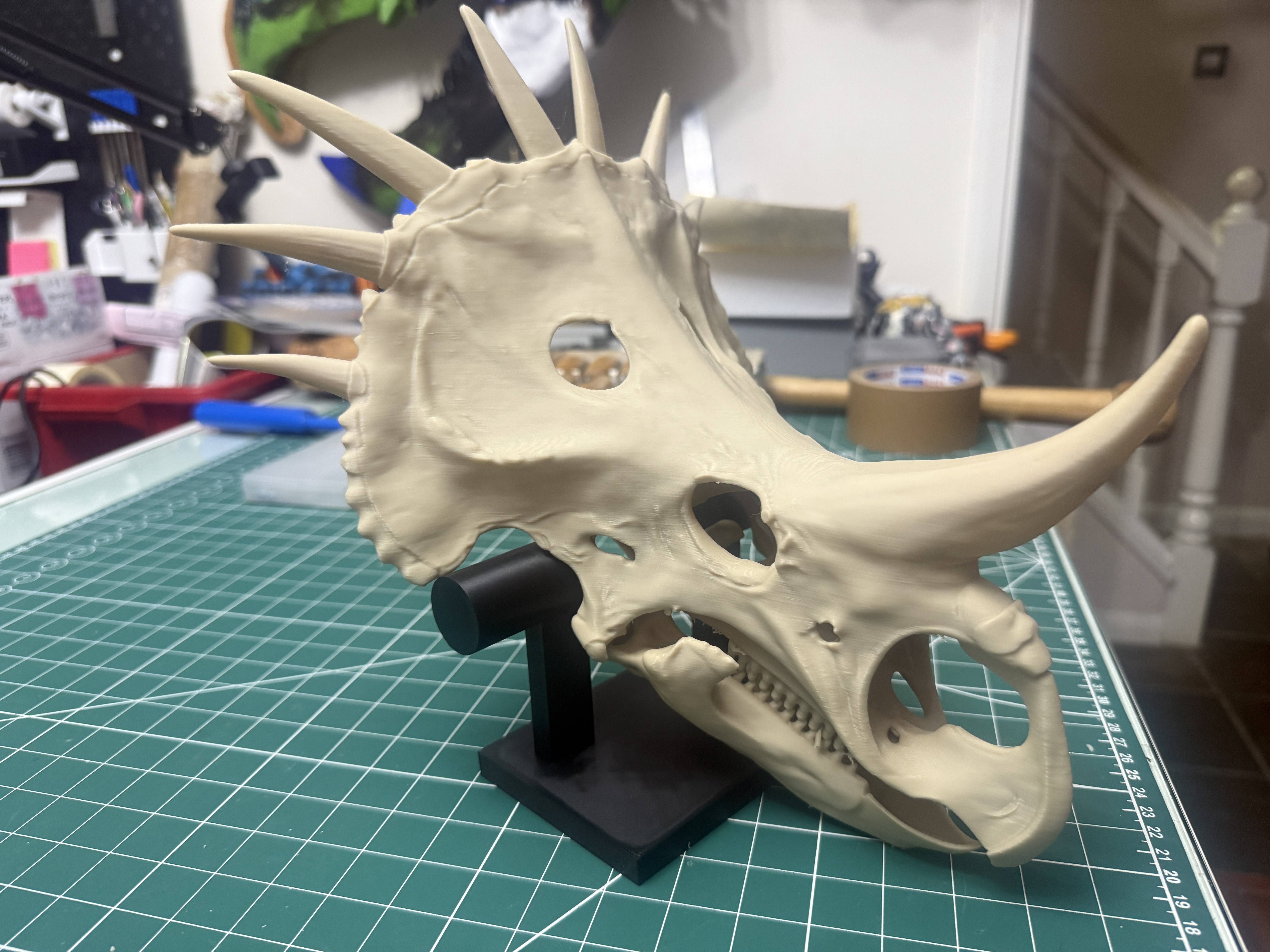 Styracosaurus Skull – Display Model with Stand - 1