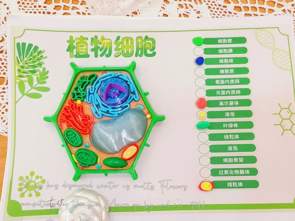 Plant cell model biology assignment - Free 3D Print Model - MakerWorld
