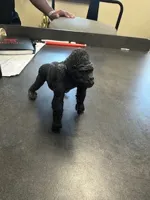 Teddy!