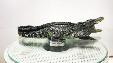 Accesorio para filamento: Realistic Nile Crocodile — vista de referencia 5