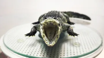 Accesorio para filamento: Realistic Nile Crocodile — vista de referencia 4