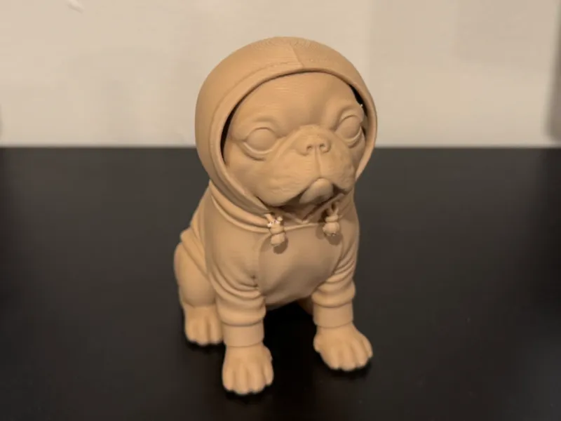 Boston Terrier Dog in a Hoodie