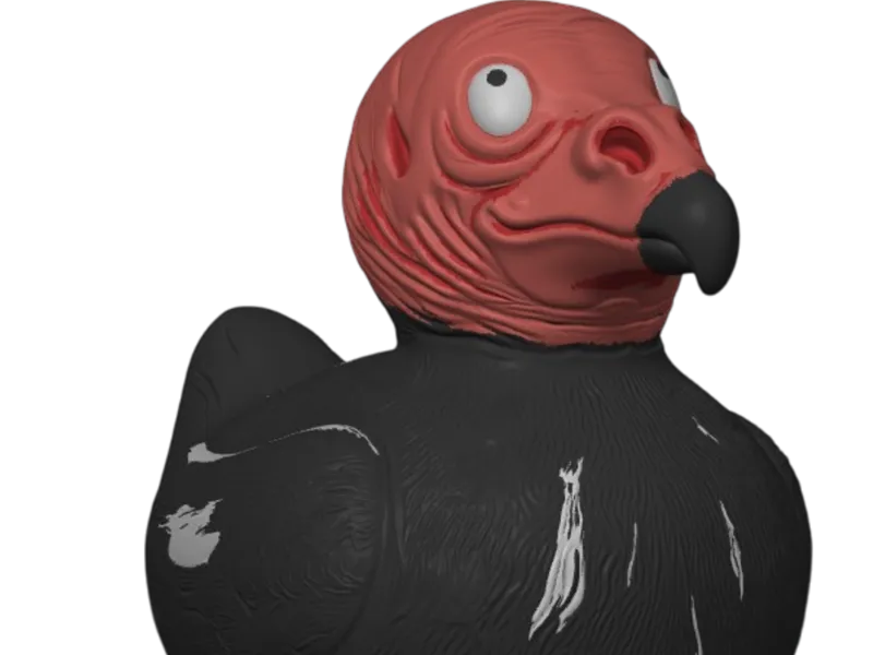 Turkey Vulture Duck