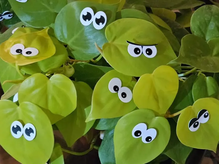 ojos para hojas de plantas