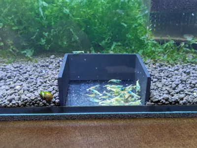 Futterplatz Garnelen / feeding place shrimp