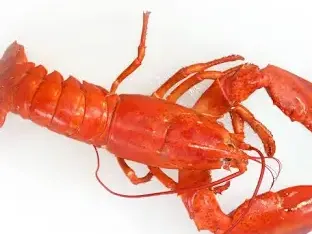 big lobsters