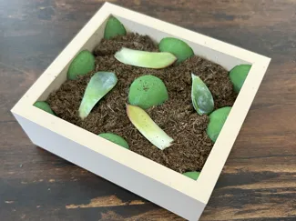 Succulent Propagation Tray Small