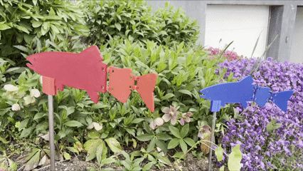 Garten Fische