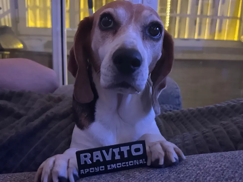 Placa Arnes Animal de Apoyo Emocional