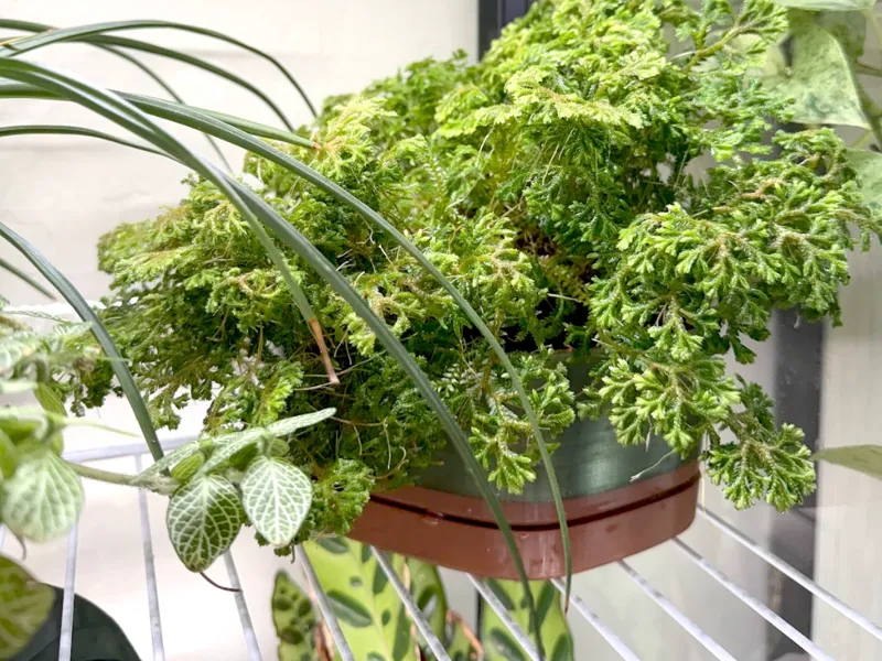 BLOMSTA | A low and wide corner planter