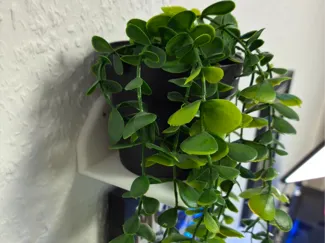 Wallshelf (no screw needed)