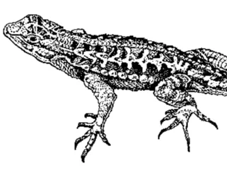 black and white blue belly lizard