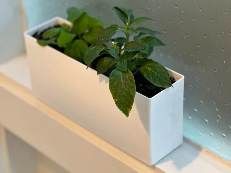 Windowsill Planter - happy accident edition