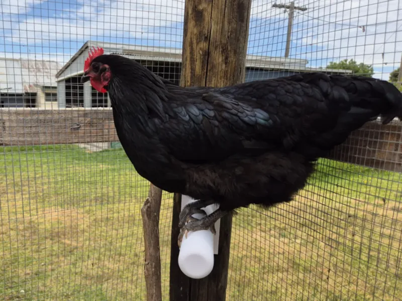 Chicken Run Roosting Bar / Perch
