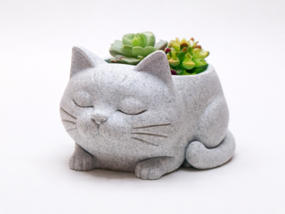 Traeumende Katzen-Oase als Pflanztopf