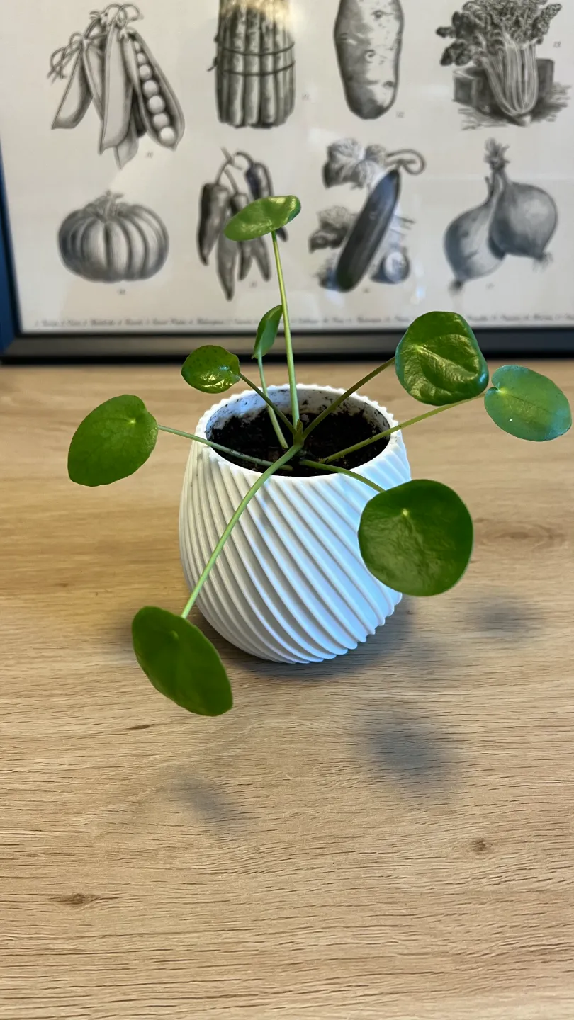 Spiral flower pot view 2