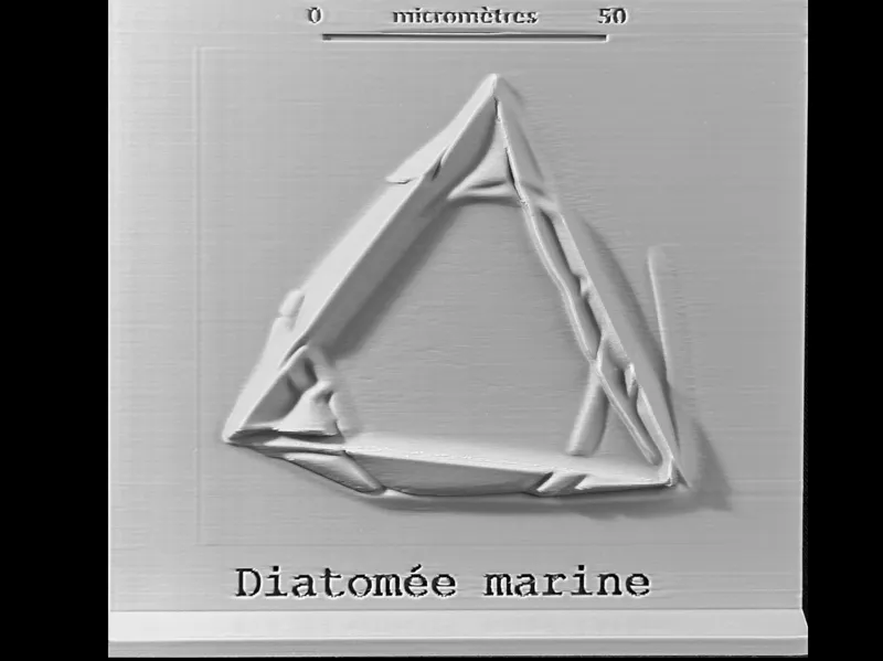 Projet microphotographies de diatomées