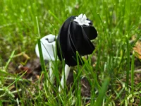 Branched Petals Mini