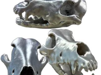 Cráneo mestiza de Galgo TAC - CT Scan