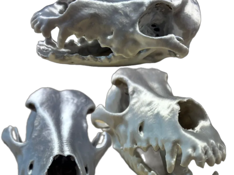 Cráneo mestiza de Galgo TAC - CT Scan