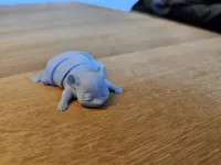 Maus Flexi (0.2mm layer, 3 walls, 15% infill)