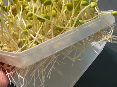 bean sprout growing tray