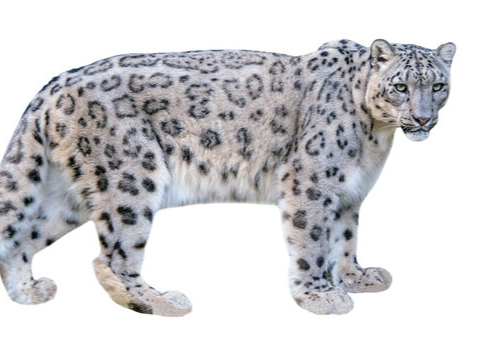 Flexi Articulated Snow Leopard Keychain