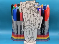 Planches éducatives à colorier - anatomie du pied — photo 3