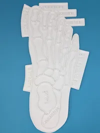 Planches éducatives à colorier - anatomie du pied — photo 2