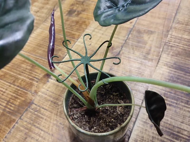 tuteur pour plante 