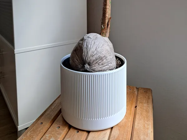 https://makerworld.bblmw.com/makerworld/model/US80f83d701aaa3c/design/2025-07-13_a2ba854ba3a608.jpg