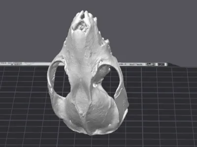 Phalanger Skull (Marsupial)