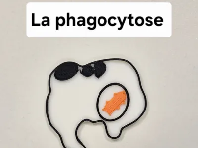 [SVT] Phagocytosis Model – Educational Activity