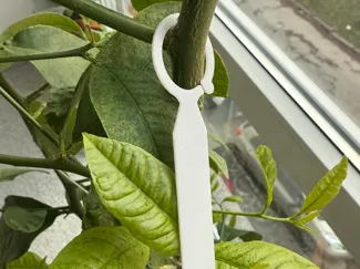 Hanging Plant Tag